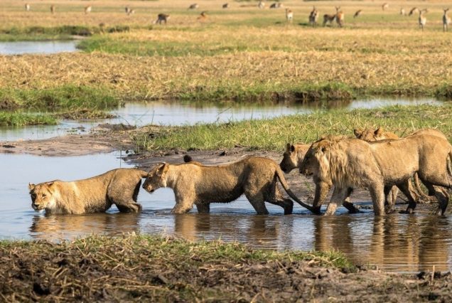 3-Day Group Tour to Serengeti & Ngorongoro from Zanzibar