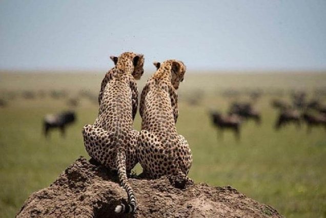 4-Day Group Tour to arangire, Serengeti and Ngorongoro Crater