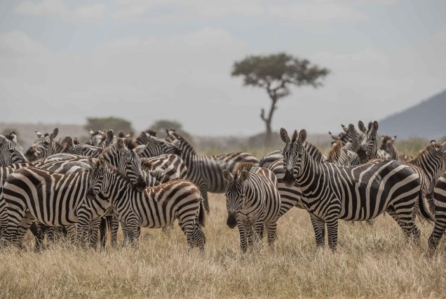 2-Days Adevnture to Tarangire & Ngorongoro from Zanzibar