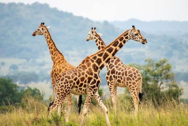 2-Day Safari Tarangire and Materuni Waterfall from Zanzibar