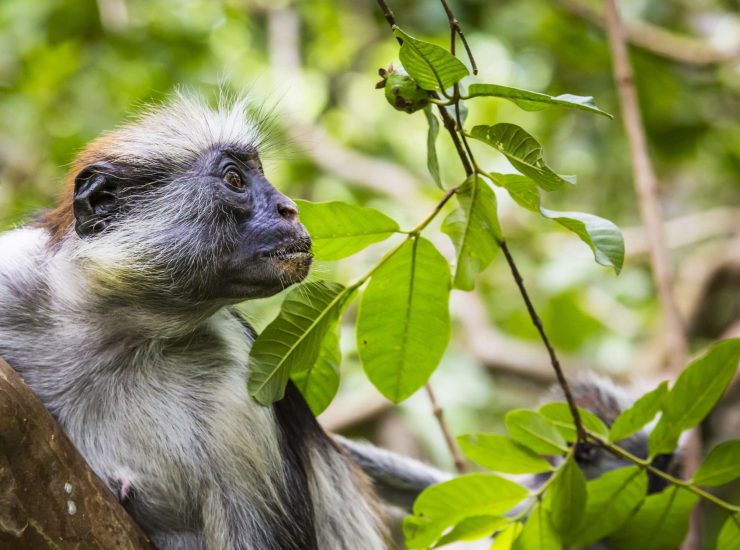 Endangered,Zanzibar,Red,Colobus,Monkey,(procolobus,Kirkii),,Jozani,Forest,,Zanzibar